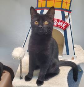 Photo of Shania Twain