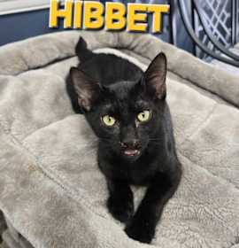 Photo of Hibbett (Mt. Berry 1)