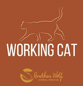 Photo of Outdoor Working Cats