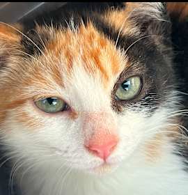 Photo of ELECTRA