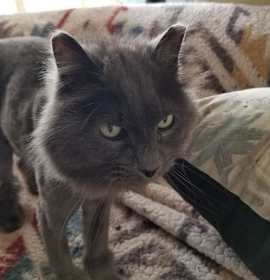 Photo of Sammy