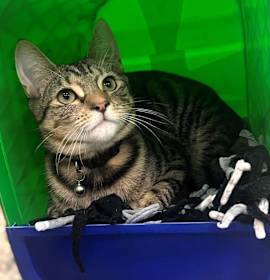 Photo of C25-166 Empanada