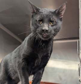 Photo of Ninja Warrior (PetSmart)