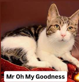 Photo of Mr Oh My Goodness (aka OMG)  Martinez PFE  Jan 3rd