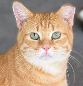 Photo of Flynn Rider