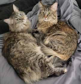 Photo of Cookie and Brownie