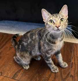 Photo of Luna