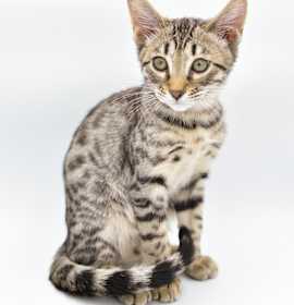 Photo of Nala