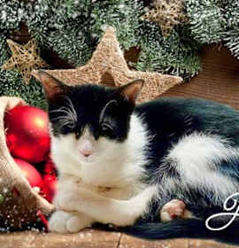 Photo of Jack aka Batman *kitten*