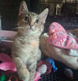 Photo of Danity Kane