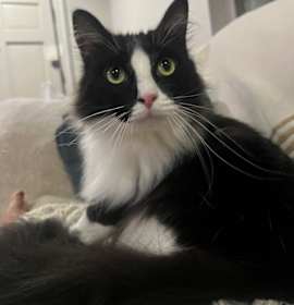 Photo of Monster Truck