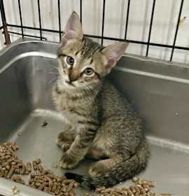 Photo of Tito the Squidge