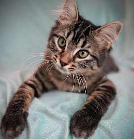 Photo of Purrsnickety