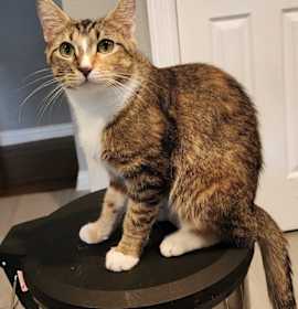 Photo of Squirrel Girl Mchotpants