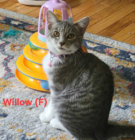 Photo of Willow