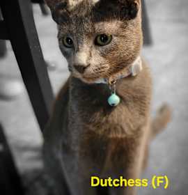 Photo of Dutchess