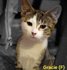 Photo of Gracie
