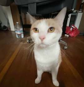 Photo of Maisie (Courtesy Post)