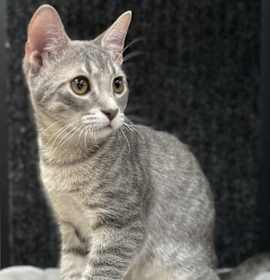 Photo of Theodore (Teddy) - CP