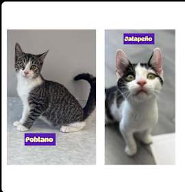 Photo of Jalapeño &( Poblano adopted)