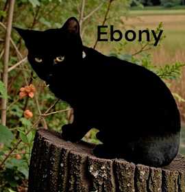Photo of Ebony