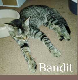 Photo of BANDIT