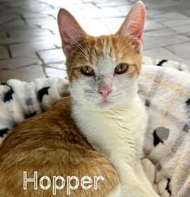 Photo of Grasshopper