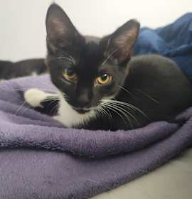 Photo of Coffee Bean (Bonded with milk)