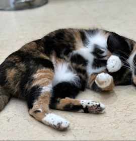 Photo of SCOOTER (female)