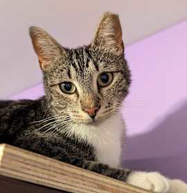 Photo of Neo (The One)