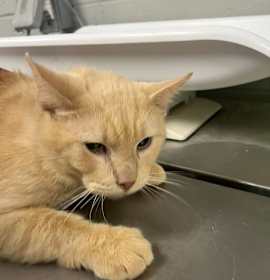 Photo of Spider Monkey