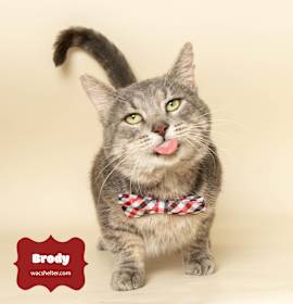 Photo of BRODY (FIV Positive)