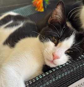 Photo of Salem ⭐️PROMOTION⭐️ Midnight Litter