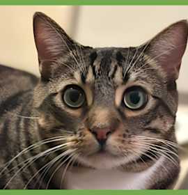 Photo of Cosmo