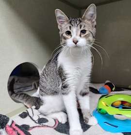 Photo of Tater Toe Bean