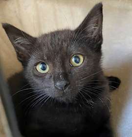 Photo of BELLATRIX baby