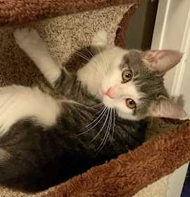 Photo of Cocktail Crew - MANGO TANGO