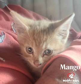 Photo of Mango