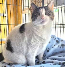 Photo of Orleans IN FOSTER