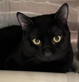 Photo of MACKEY (quiet, intelligent cat