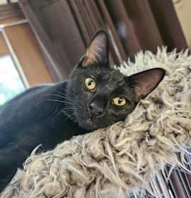 Photo of Ruby Shipman-white tip toe