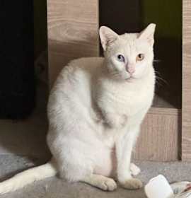 Photo of Bella (special needs)