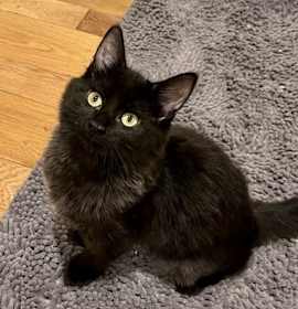 Photo of Pip and Fig