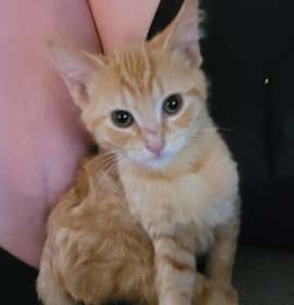 Photo of Little Ricky