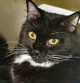 Photo of Mister Bean