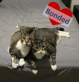 Photo of Ross & Joey