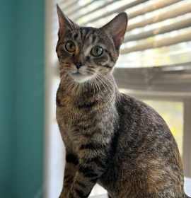 Photo of Chiquita  - Must Apply in Person