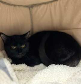 Photo of Dusky Bolete