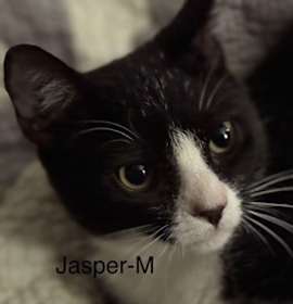 Photo of Jasper