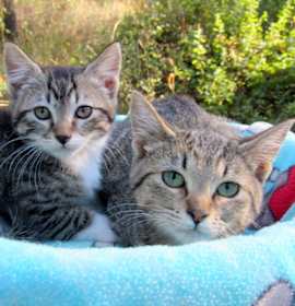 Photo of Sean & Serena Lovable Kittens!
